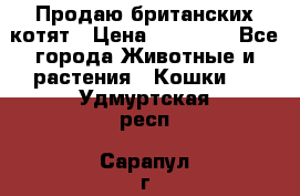 Продаю британских котят › Цена ­ 30 000 - Все города Животные и растения » Кошки   . Удмуртская респ.,Сарапул г.